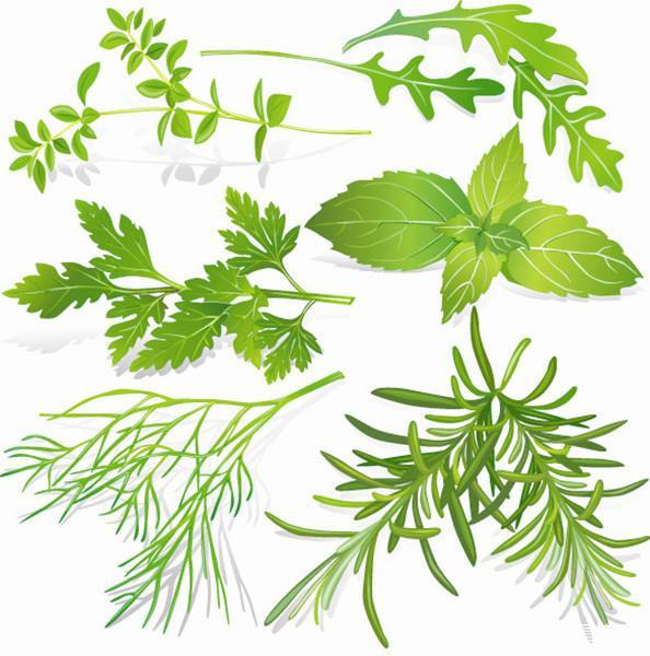植物提取物饲料添加剂——畜牧行业21世纪的热门
