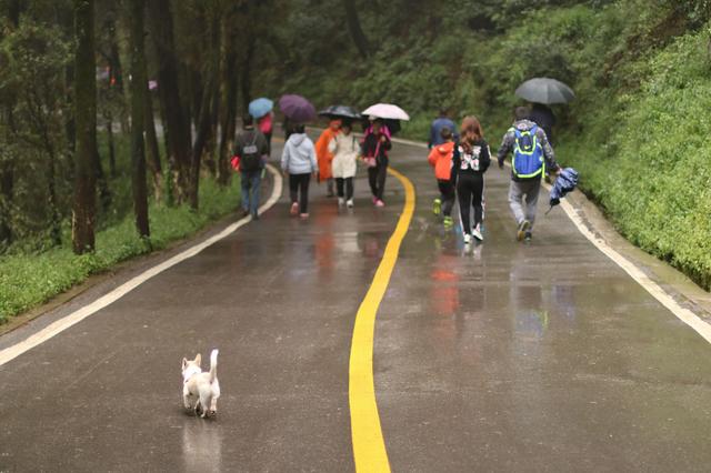 雨中秀丽的昆明西山森林公园