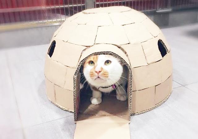 新加坡救助站为团宠小猫制作各式“纸箱房子”，这小猫太土豪了！