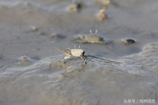 这种指甲盖大螃蟹生在青岛却起了个日本鬼子名，炒了下酒嘎嘣脆！