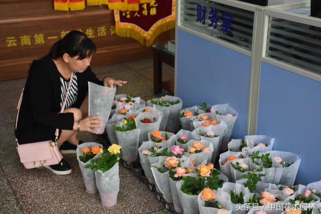 云南花企厉害了 向教师赠送盆栽阳台月季花表达敬意