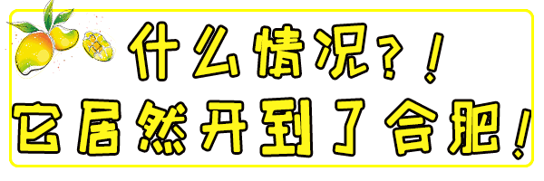 香港50年老店，甜品界大咖终于来合肥了！