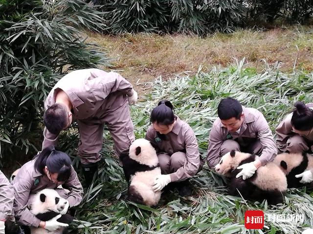 2017年新生大熊猫宝宝集体亮相 今年繁育幼仔42只创历史最高