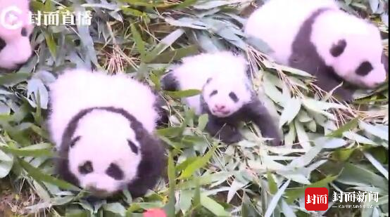 2017年新生大熊猫宝宝集体亮相 今年繁育幼仔42只创历史最高