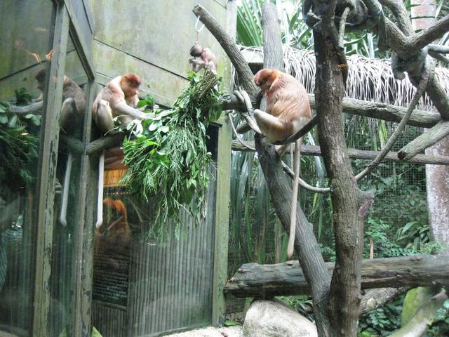 新加坡动物园之旅
