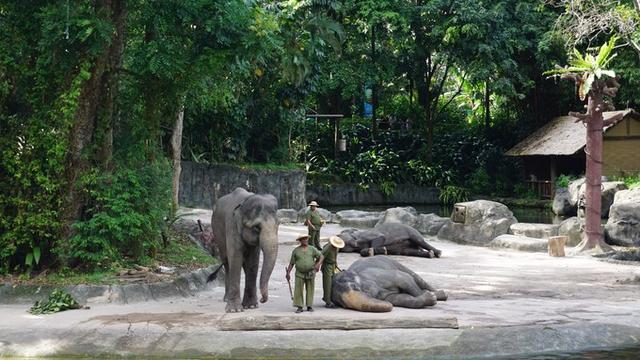 旅行小记 游新加坡动物园 这里安顿着世界最大的群居人猿