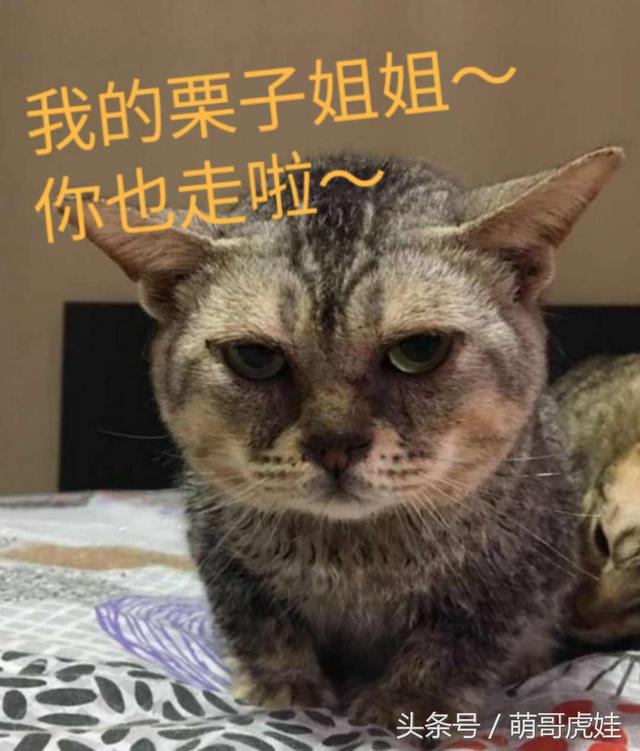 猫姐姐要回国，猫弟弟不舍的看着姐姐离开，落寞的小身影可怜巴巴