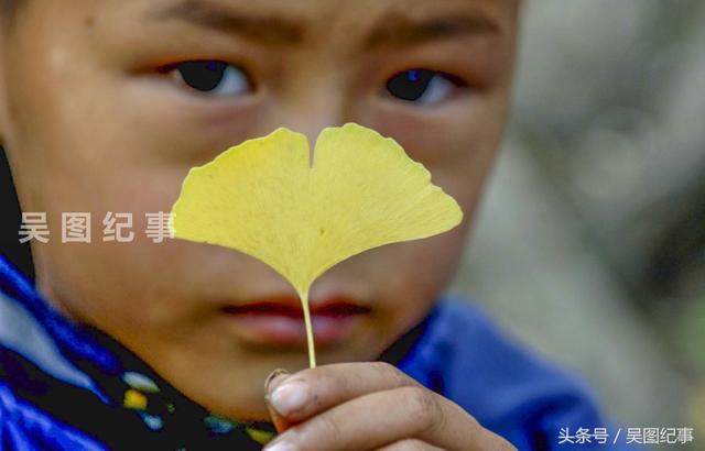 古银杏树，你见过哪里有比这保存更完好，密集的吗？