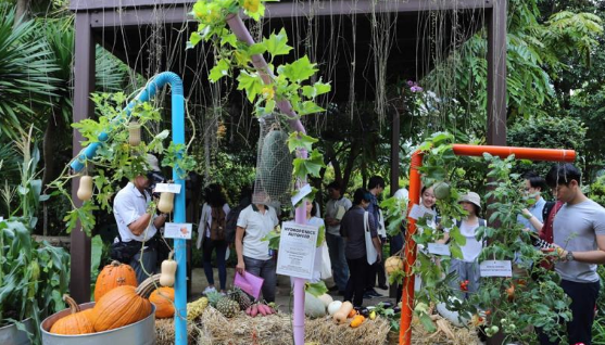 新加坡现以‘食用植物’花园，就是教你如何种菜