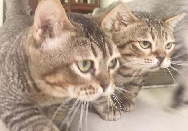 铲屎的又带了一只猫回来，吃货小猫一脸懵逼：又多了一个抢猫粮的