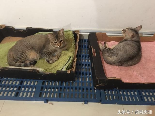 猫姐姐要回国，猫弟弟不舍的看着姐姐离开，落寞的小身影可怜巴巴