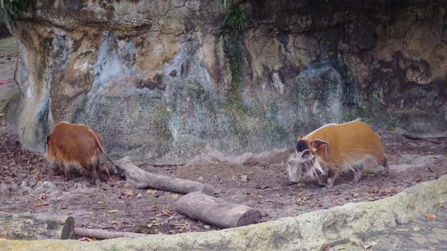 旅行小记 游新加坡动物园 随时都有近距离接触动物的机会