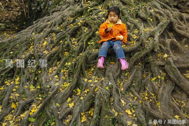 古银杏树，你见过哪里有比这保存更完好，密集的吗？