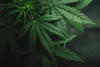 IBM在英国哥伦比亚的大麻供应链中应用区块链技术
