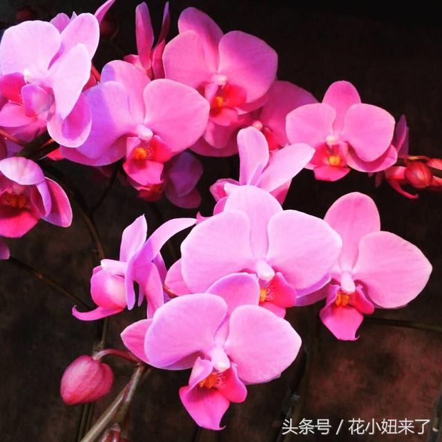 马来西亚歌手茜拉在蝴蝶兰花海中公布婚讯，宛若仙子神圣而美丽