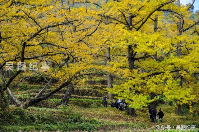 古银杏树，你见过哪里有比这保存更完好，密集的吗？