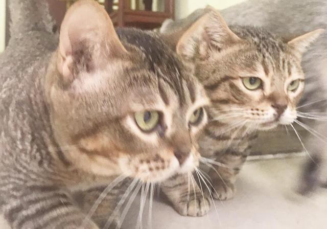 发现铲屎的又带了只猫回来，两只吃货小猫担心猫粮被抢赶紧都吃光