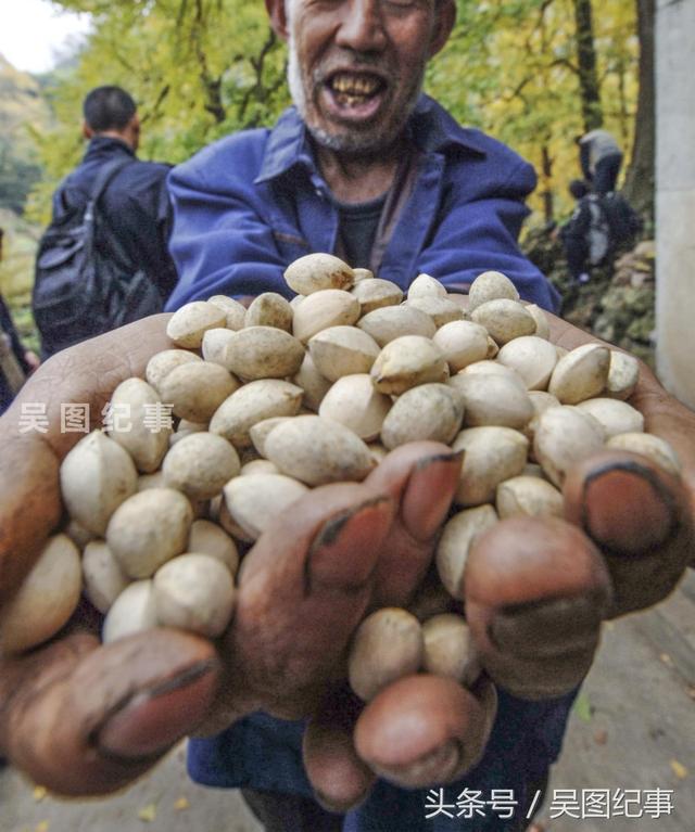 古银杏树，你见过哪里有比这保存更完好，密集的吗？