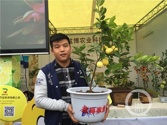 重庆这种可在阳台上种的柠檬，变成300余种产品销往27个国家和地区