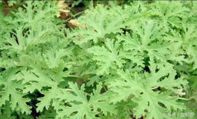 神奇的“蚊净香草”，能杀菌、除臭，驱蚊，每株售价40多美元！