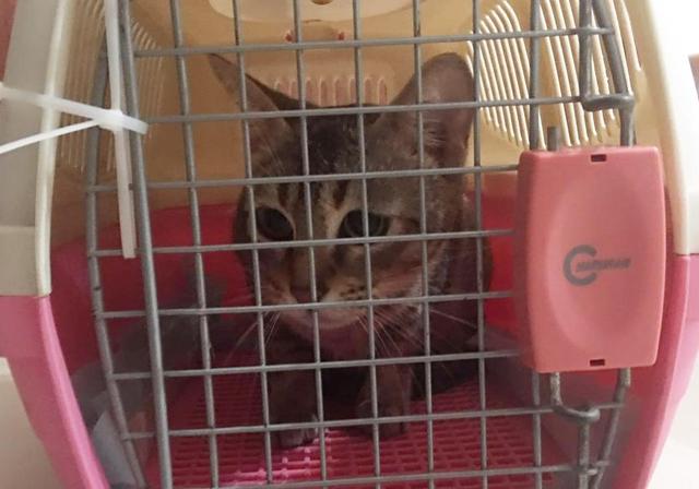 猫姐姐要回国，猫弟弟不舍的看着姐姐离开，落寞的小身影可怜巴巴