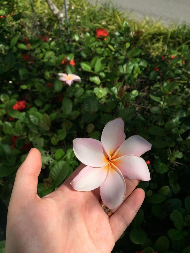 旅行小记 游新加坡 一路花花草草不愧为花园城市之称