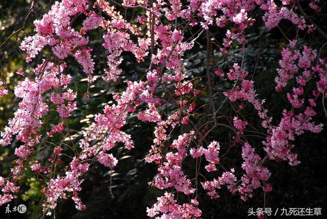 各国之“国花”