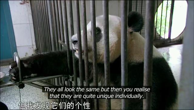 国宝大熊猫“凯凯”和“嘉嘉”租借给新加坡十年，并帮助它们怀孕