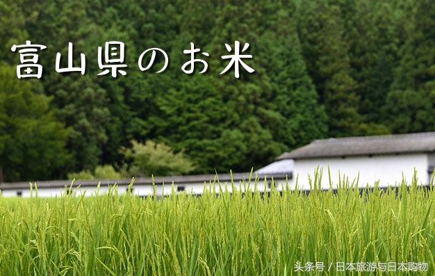 日本富山大米通过味千拉面拴住了中国人挑剔的胃口