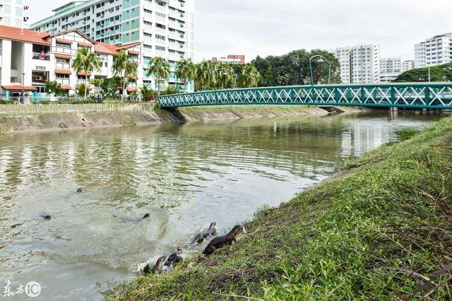 新加坡“水獭家族”大摇大摆穿过人类庭院，像巡视领地的君主