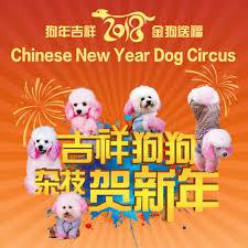 中国“狗戏团”在新加坡被迫取消表演 网友：狗表演不行，马行啊