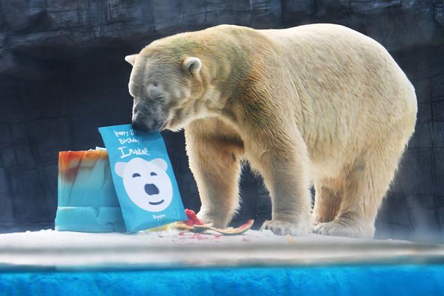 爱吃西瓜的新加坡北极熊27岁啦！