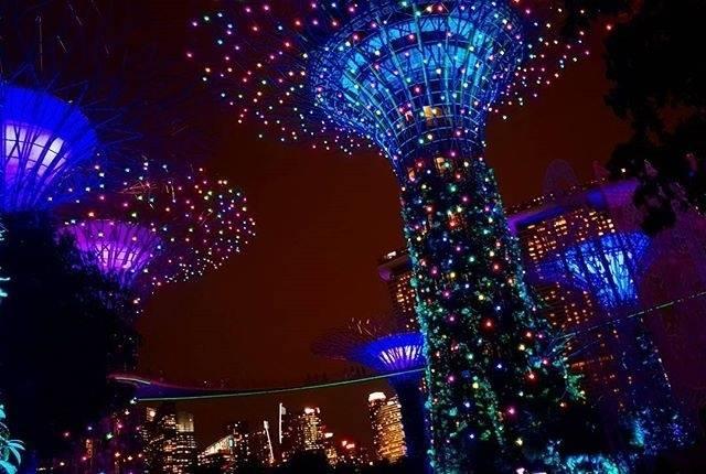 这里的树一到夜里就发光，还不需要电！