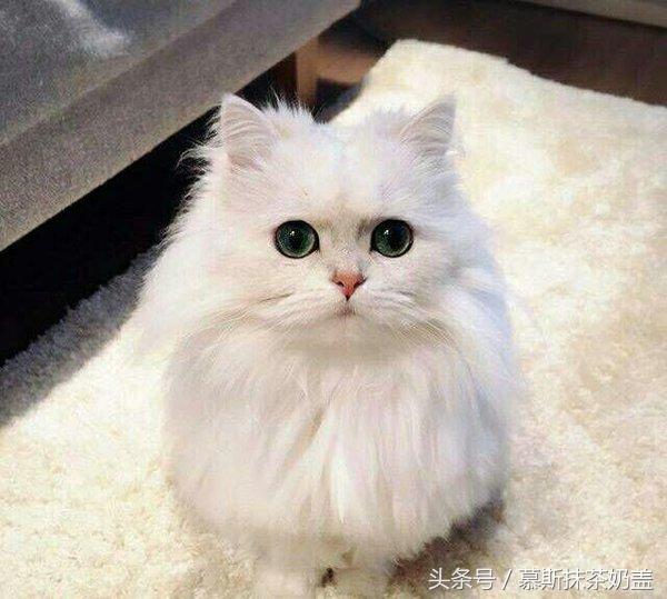 世界上最可爱的十种猫咪