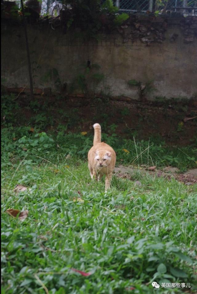 从打遍街头的凶狠喵大哥，到退隐江湖的悠闲老干部……这位刀疤哥，喵生真沧桑啊~