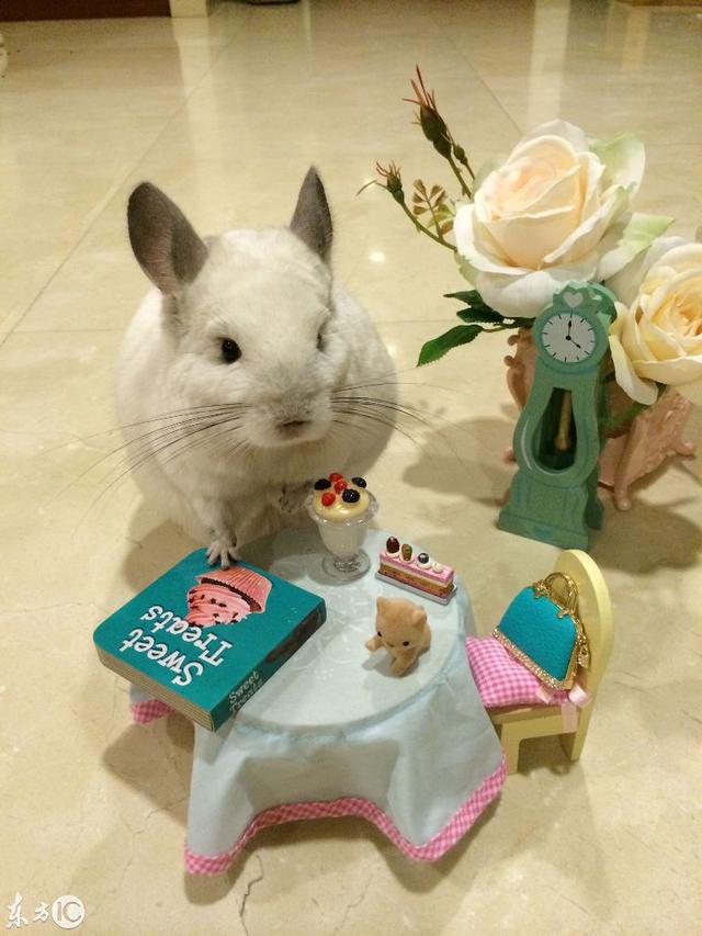 新加坡龙猫实力走红，过家家萌照超Q，网友：叫Bubu的都这么可爱