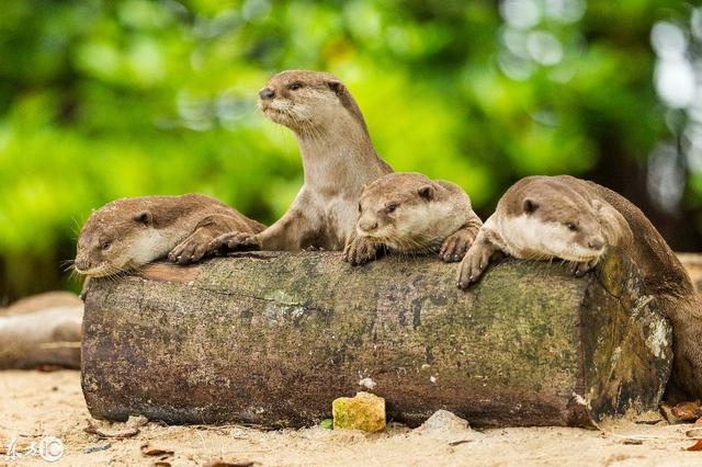新加坡“水獭家族”大摇大摆穿过人类庭院，像巡视领地的君主
