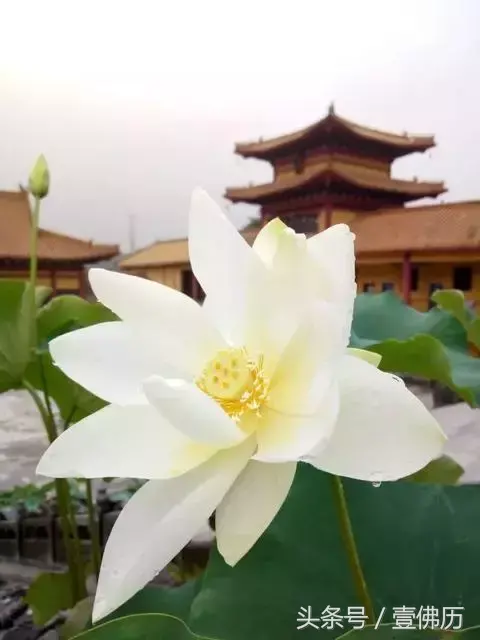 一代高僧一诚长老圆寂，追忆长老生平事迹