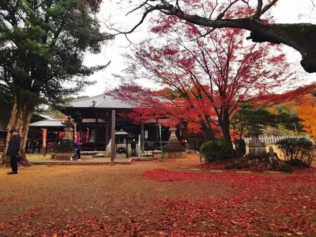 日本中部自由行游记攻略，升龙道可以这么玩