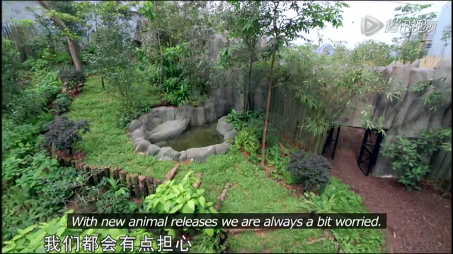 国宝大熊猫“凯凯”和“嘉嘉”租借给新加坡十年，并帮助它们怀孕