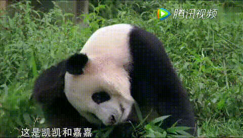 国宝大熊猫“凯凯”和“嘉嘉”租借给新加坡十年，并帮助它们怀孕