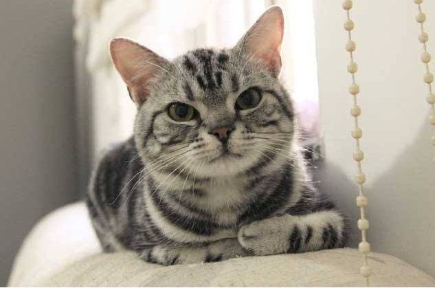 推荐五种黏人的猫咪，铲屎官的福利来了，喜欢的快来认领哦！