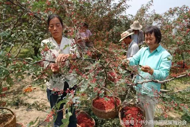 花椒全身都是宝，秦安花椒最美味，上田觅密平台轻松购！