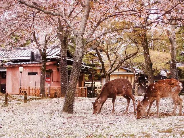 「樱花狩」去日本赏樱吧，即刻开启这趟旅行~