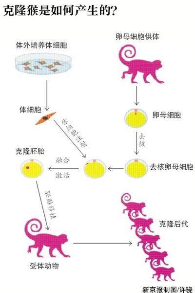 世界首只克隆猴在中国出生