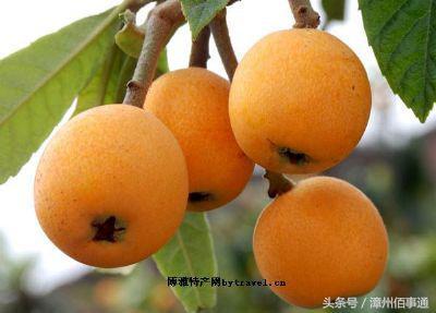 云霄县老字号农产品，你知道那几种！
