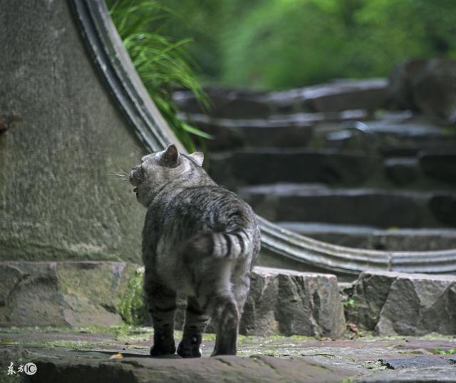 最美萌猫排名，加菲猫没进入前三