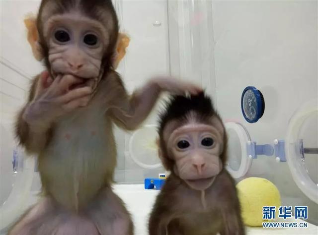 世界首只克隆猴在中国出生！我们离克隆人还有多远？