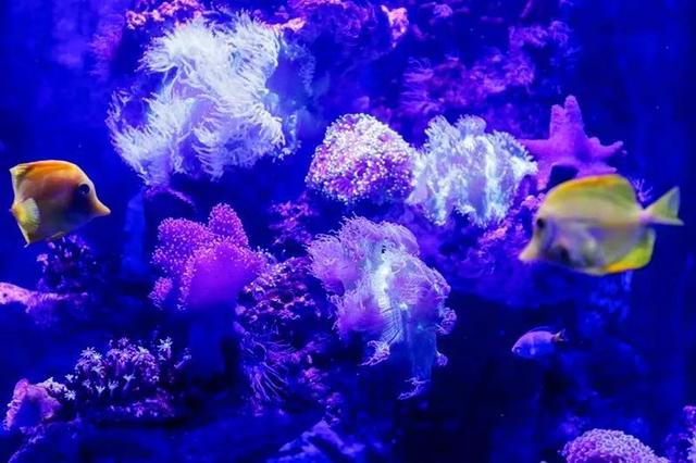 合肥海洋世界入选合肥市首批“研学旅游基地”