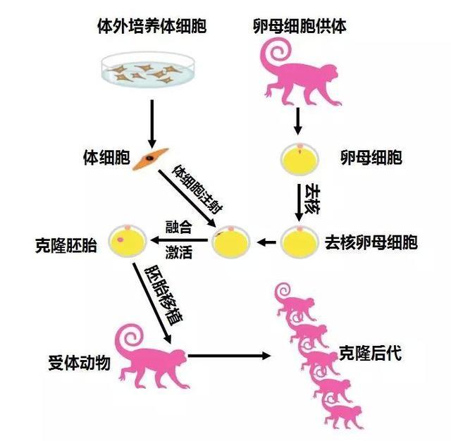 克隆猴在中国诞生！科技让“拔毛成猴”变为现实